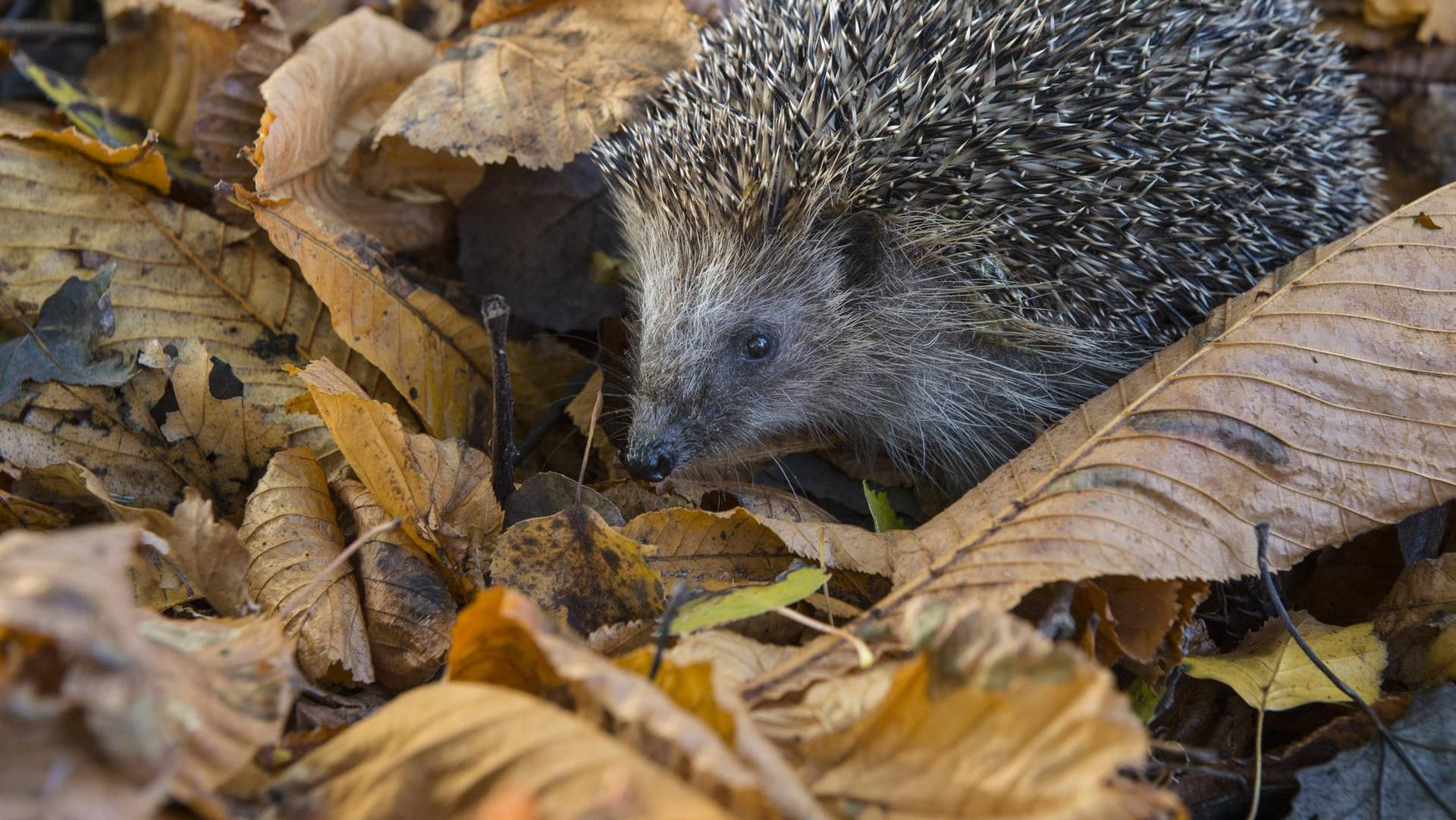 Igel im Laub: Tiere, die Winterschlaf halten, brauche entsprechende Ruhestätte. Lassen Sie daher Laubhaufen im Garten liegen.