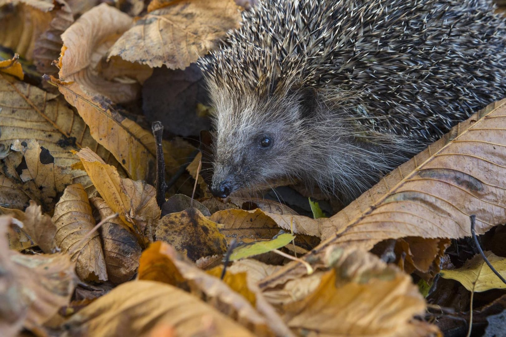 Igel im Laub: Tiere, die Winterschlaf halten, brauche entsprechende Ruhestätte. Lassen Sie daher Laubhaufen im Garten liegen.