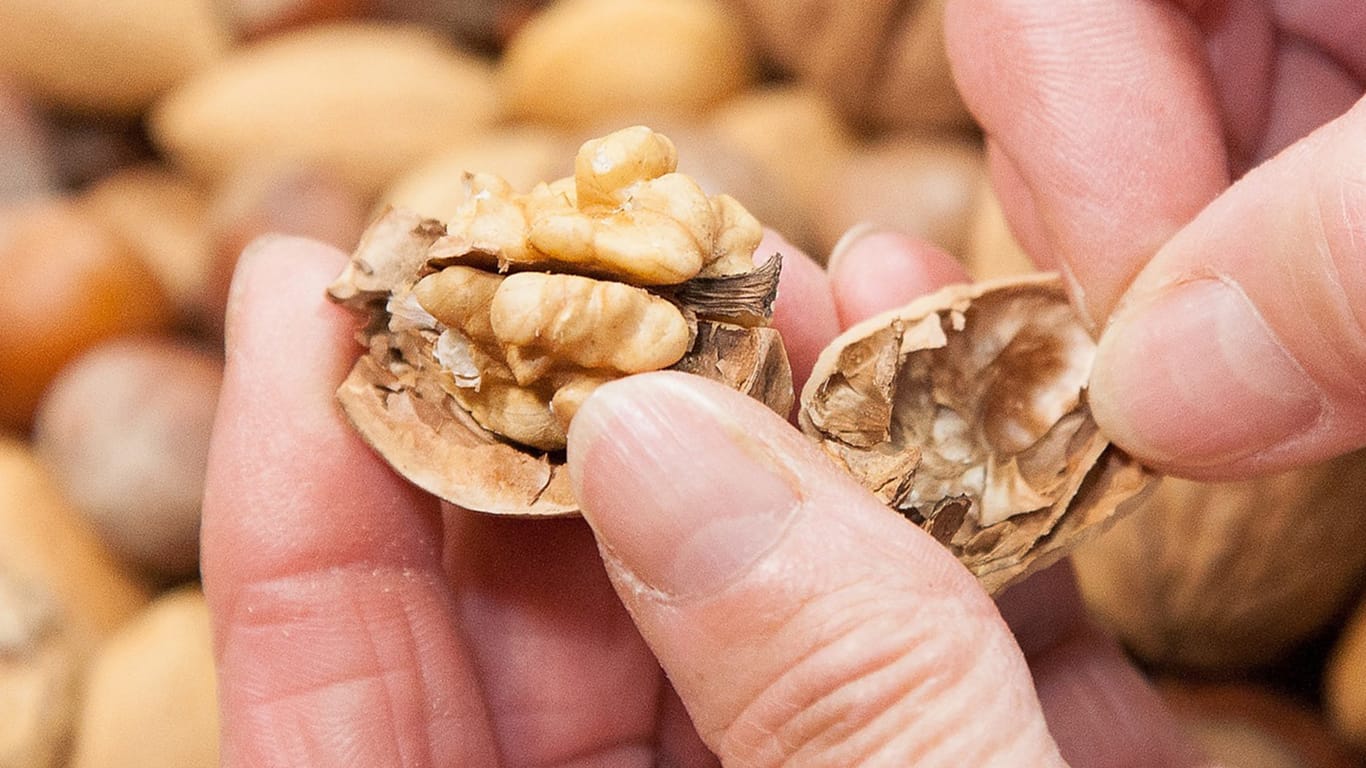 Walnüsse: Damit Walnüsse nach der Ernte frisch bleiben und nicht schimmeln, müssen sie über längere Zeit getrocknet werden.