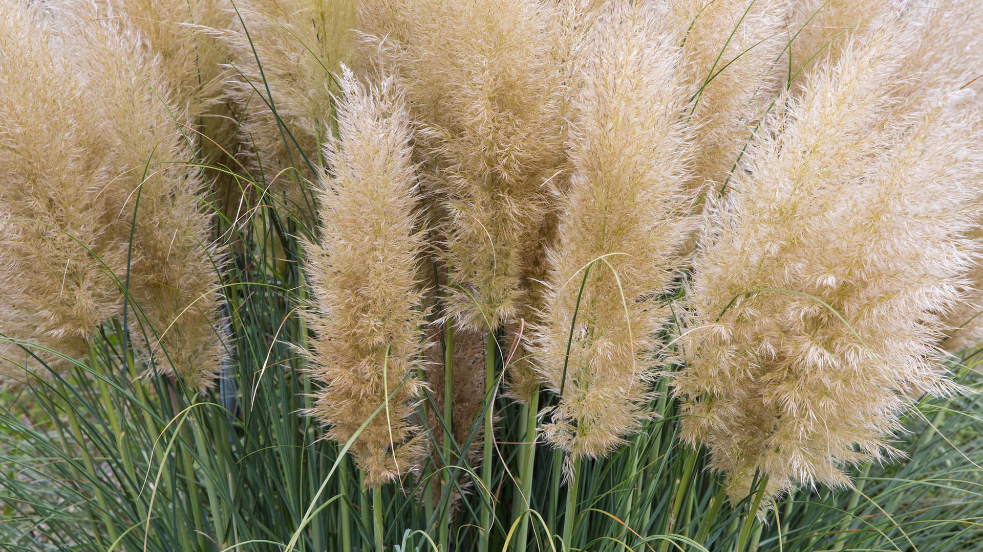 Garden with bush of blooming pampas grass