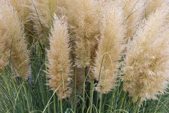 Garden with bush of blooming pampas grass