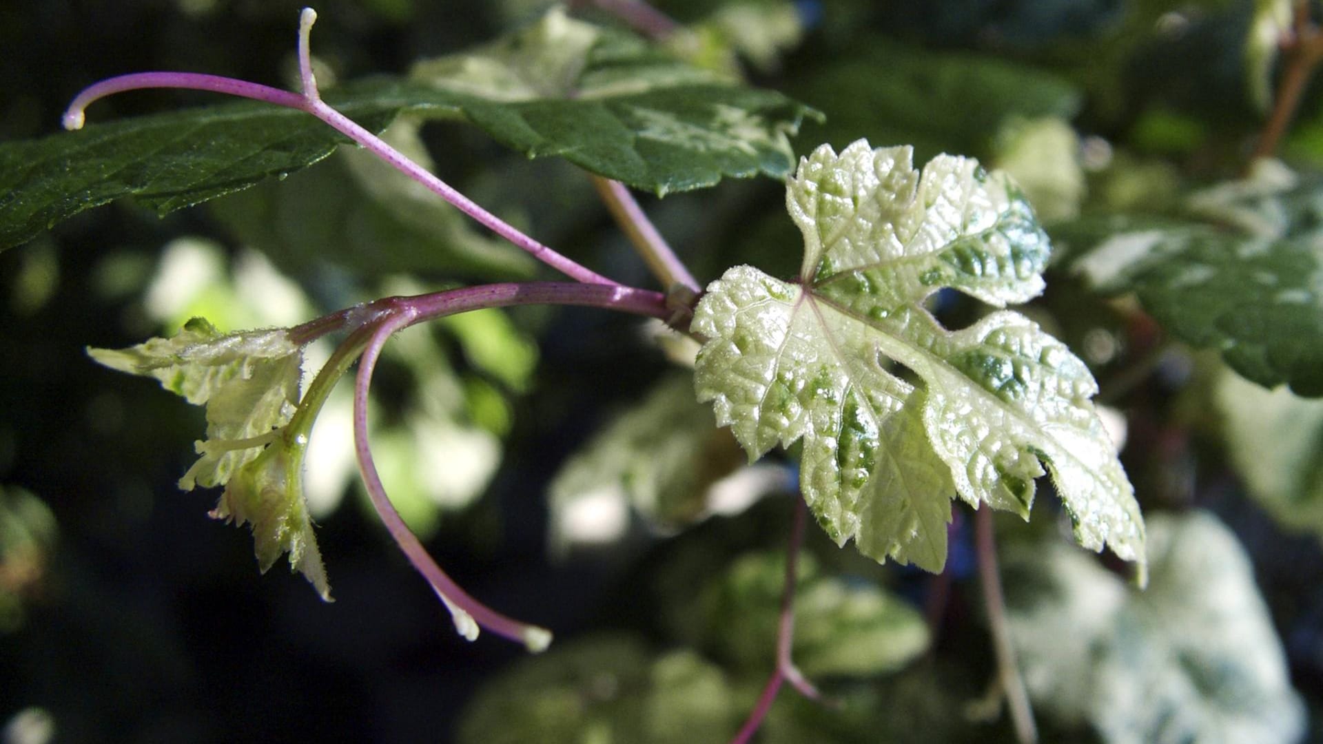 Scheinrebe Zimmerwein Zimmer Wein Ampelopsis brevipedunculata junges Blatt mit Ranke porcelainb