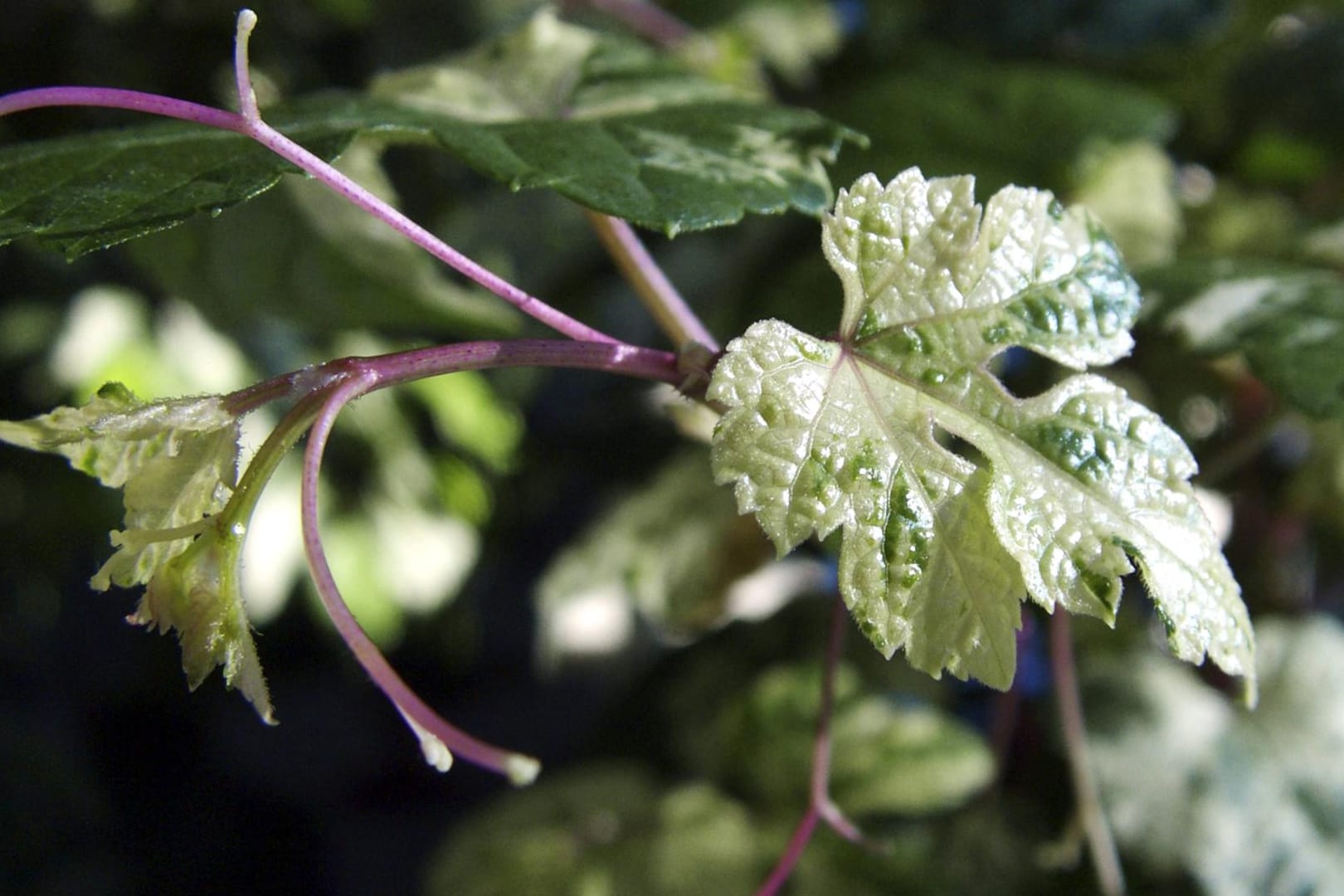 Scheinrebe Zimmerwein Zimmer Wein Ampelopsis brevipedunculata junges Blatt mit Ranke porcelainb