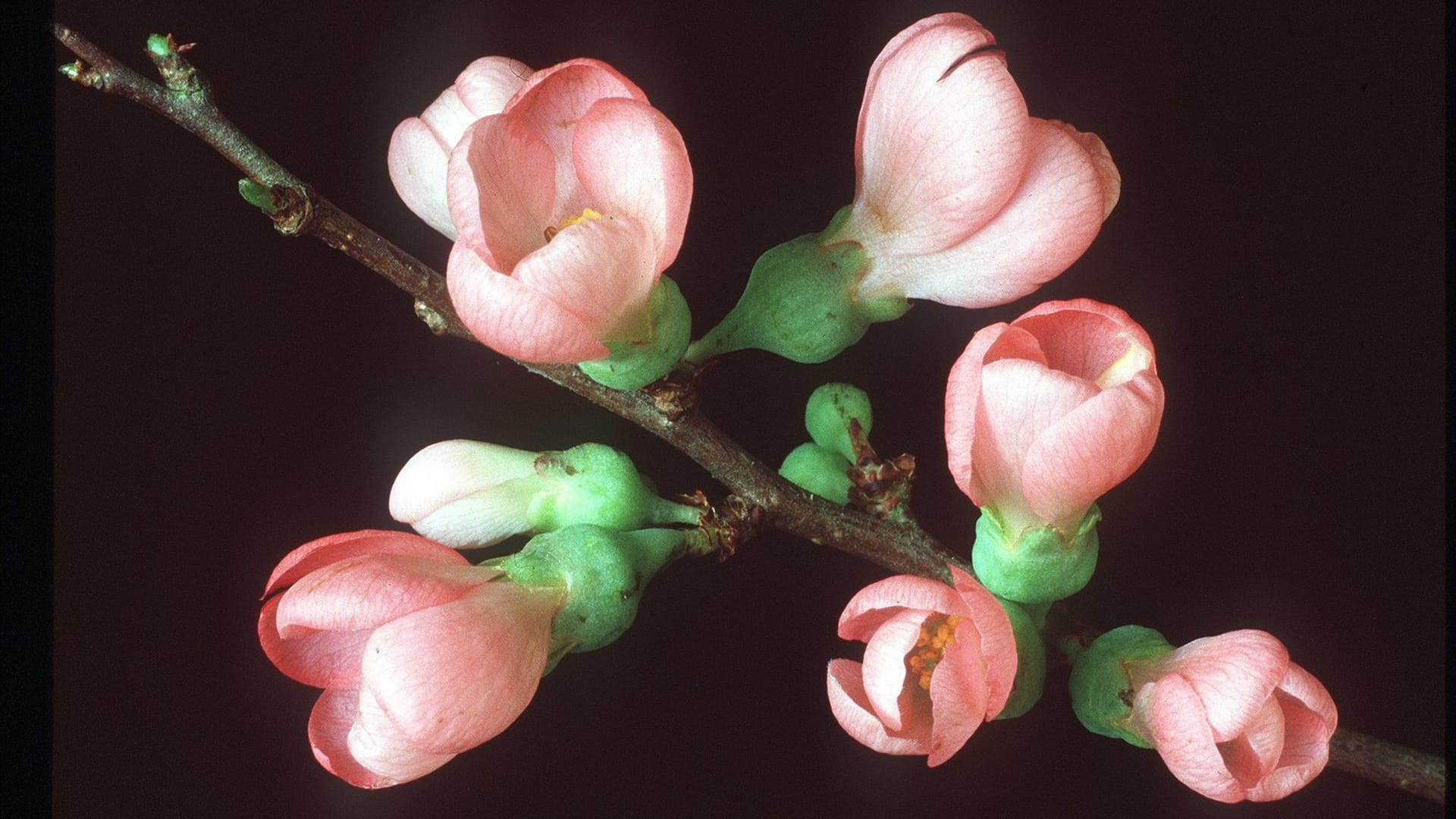 Barbarazweige von Kirschbaum, Zierquitte oder Forsythie schneiden