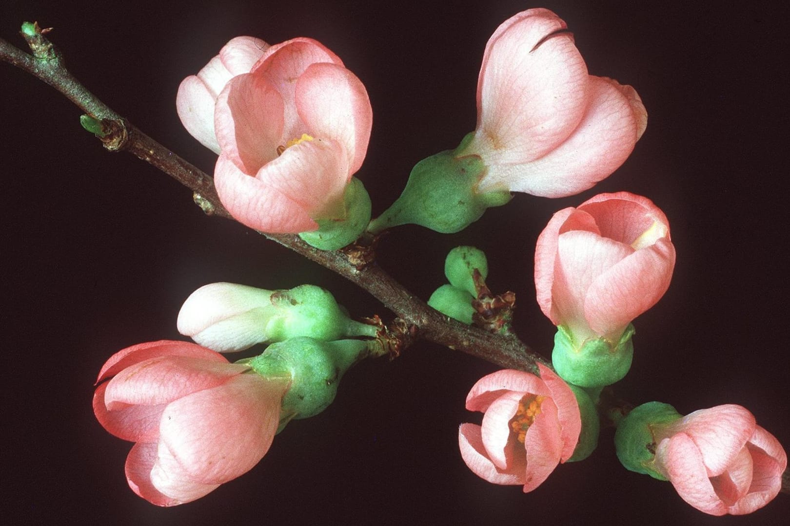 Barbarazweige von Kirschbaum, Zierquitte oder Forsythie schneiden