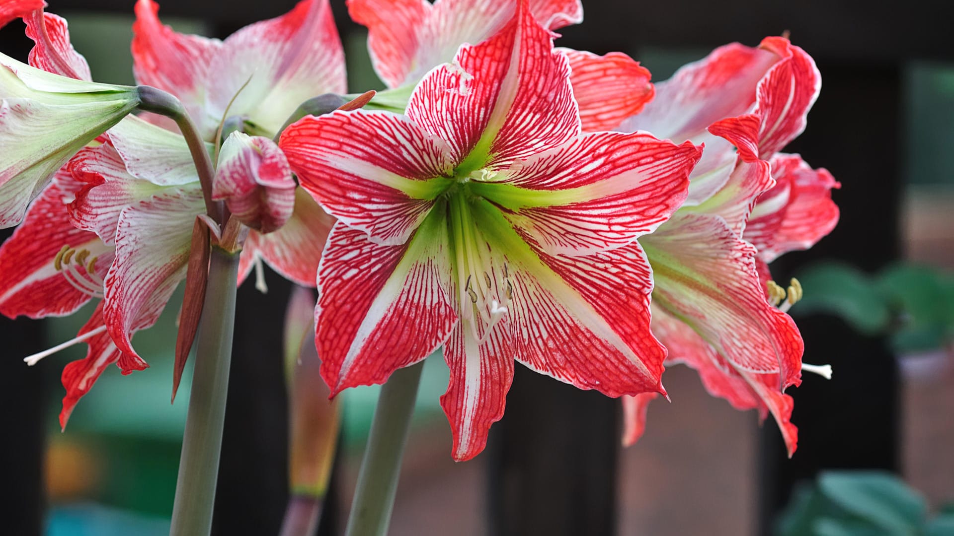 Amaryllis