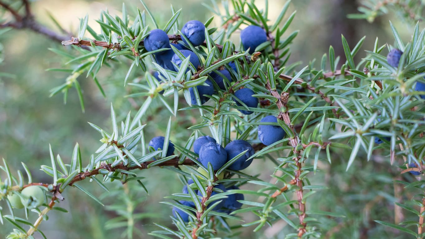 Twig of common juniper with berries