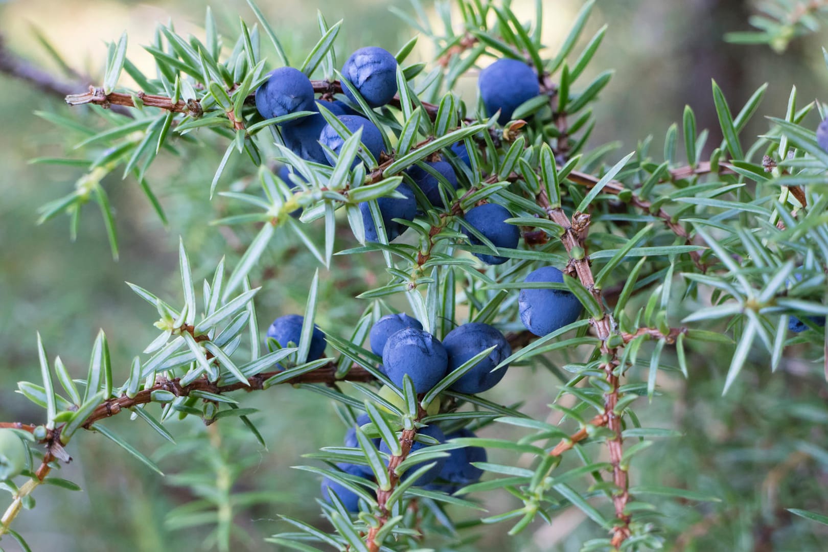 Twig of common juniper with berries