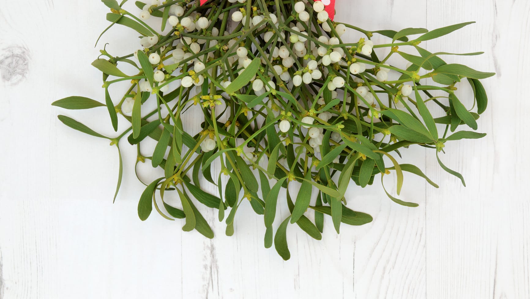 Christmas Mistletoe Decoration