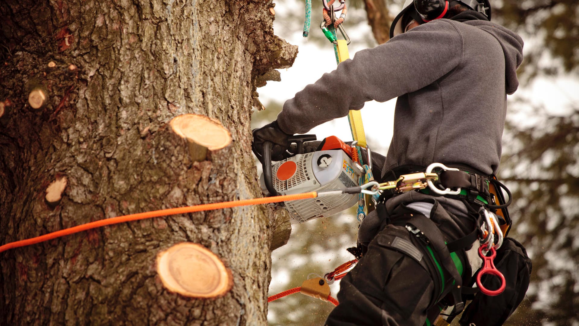 Arborist cutting branches