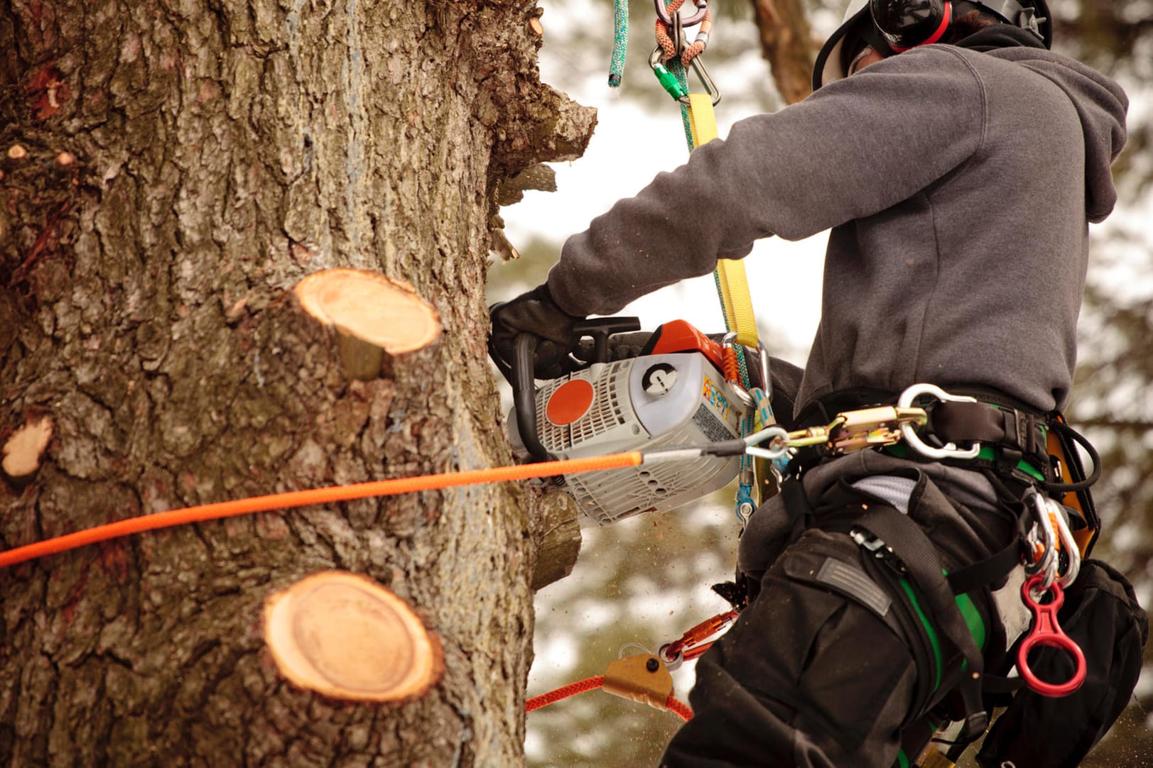 Arborist cutting branches