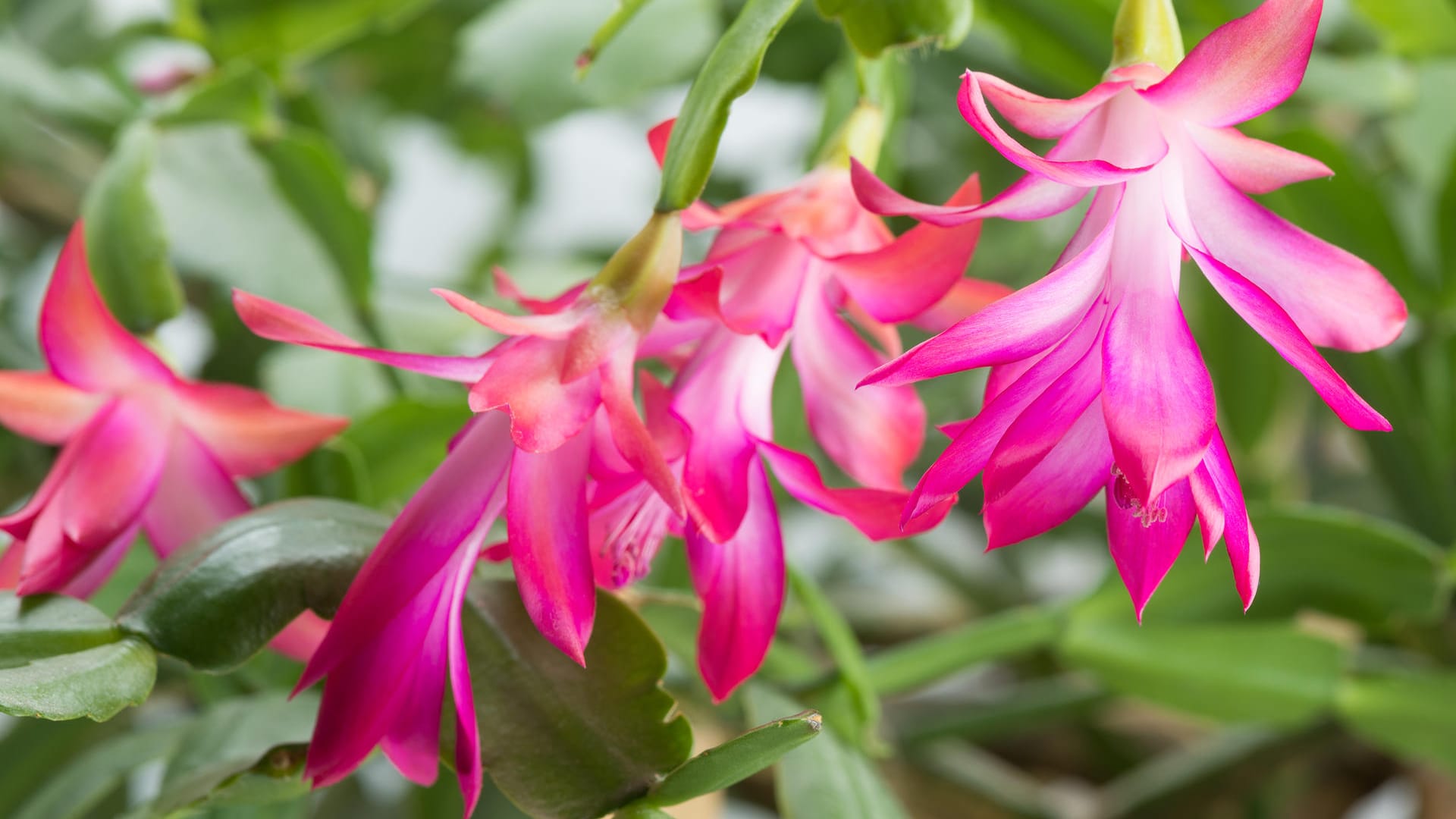 Schlumbergera