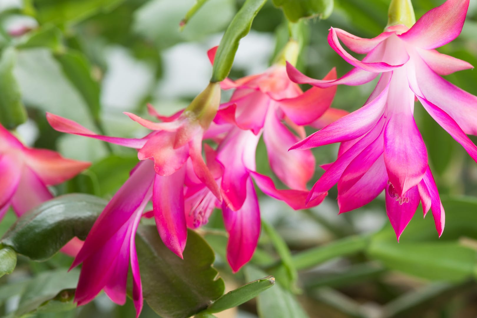 Schlumbergera