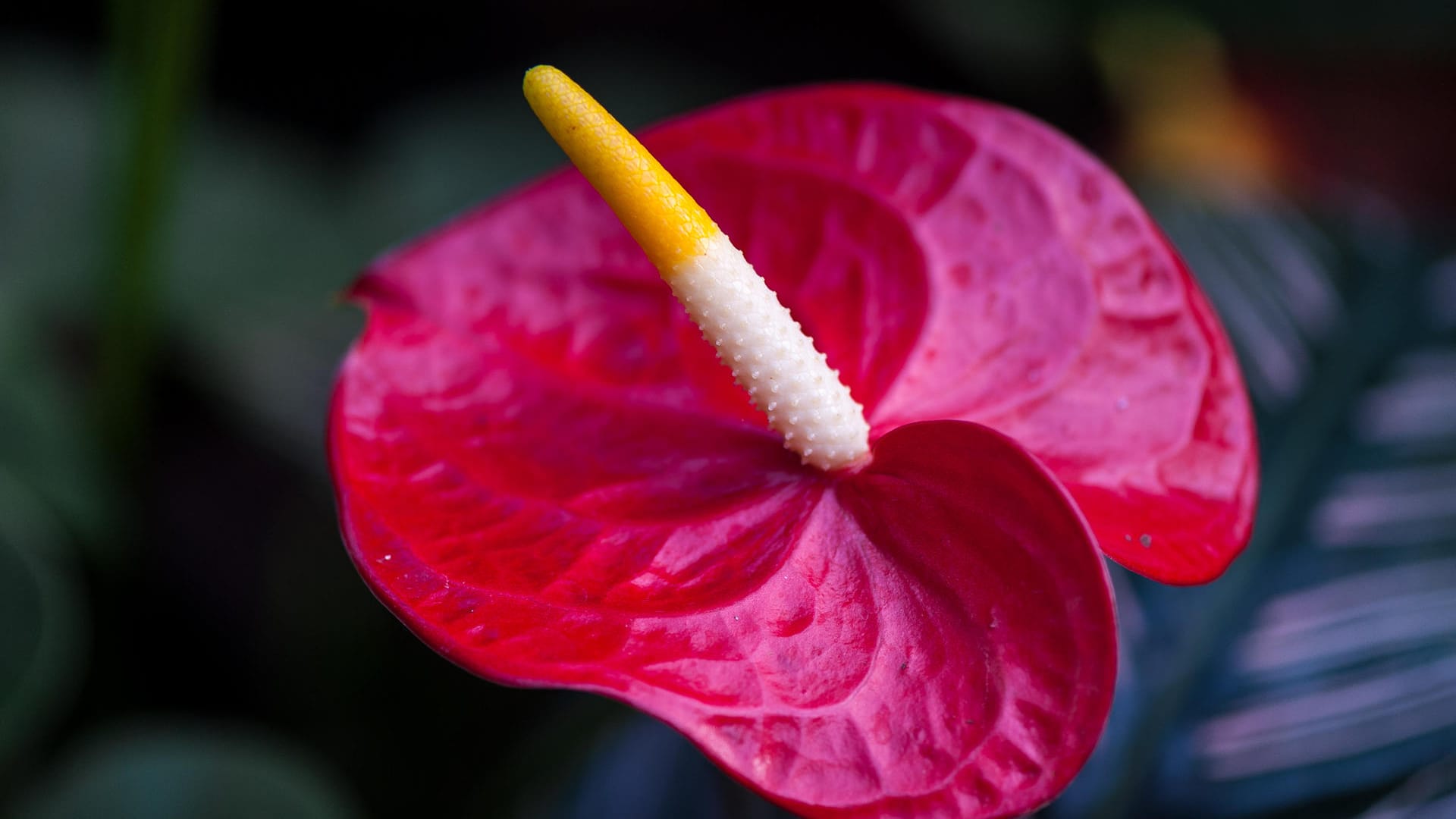 Anthurium andraeanum