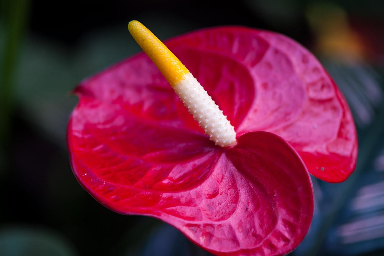 Anthurium andraeanum