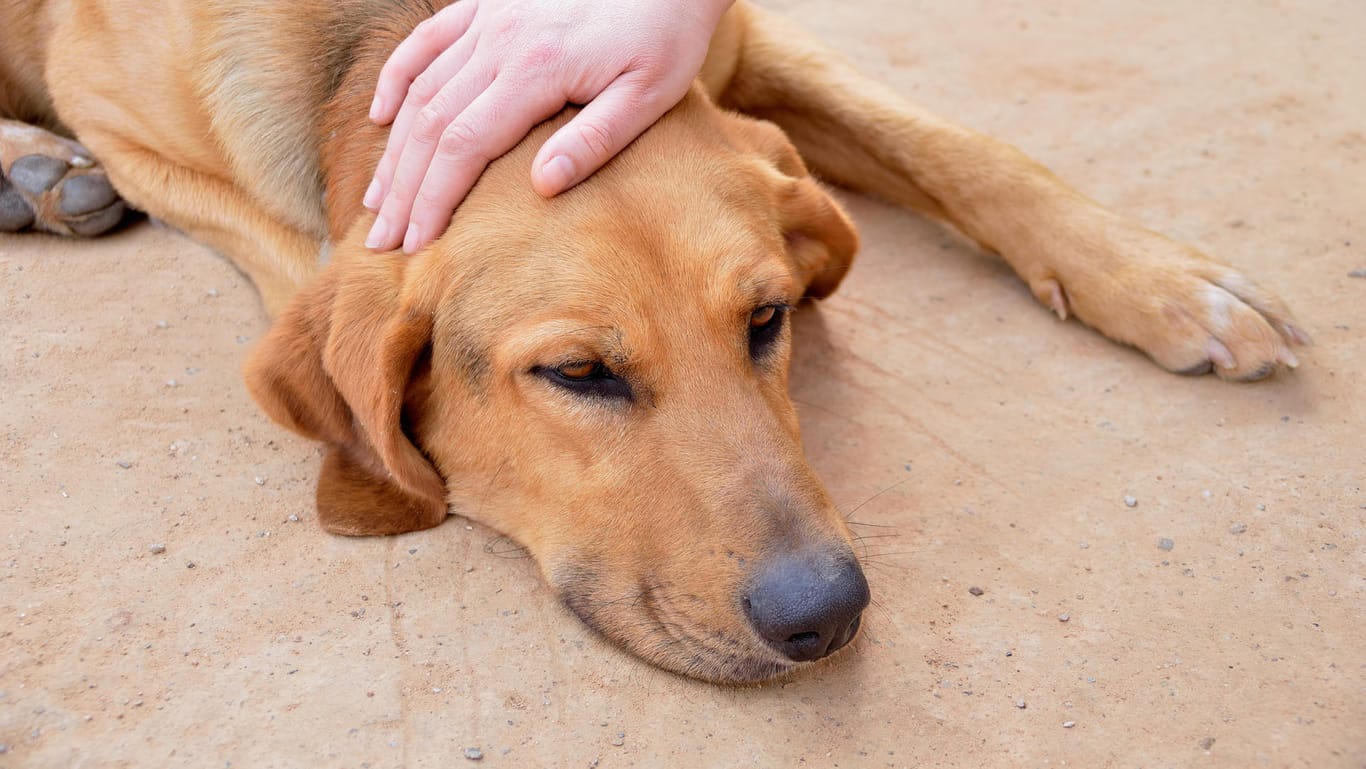 Hat Ihr Hund Fieber, ist er meist schlapp und müde. Die normale Körpertemperatur bei Hunden liegt zwischen 38 und 39 Grad Celsius.