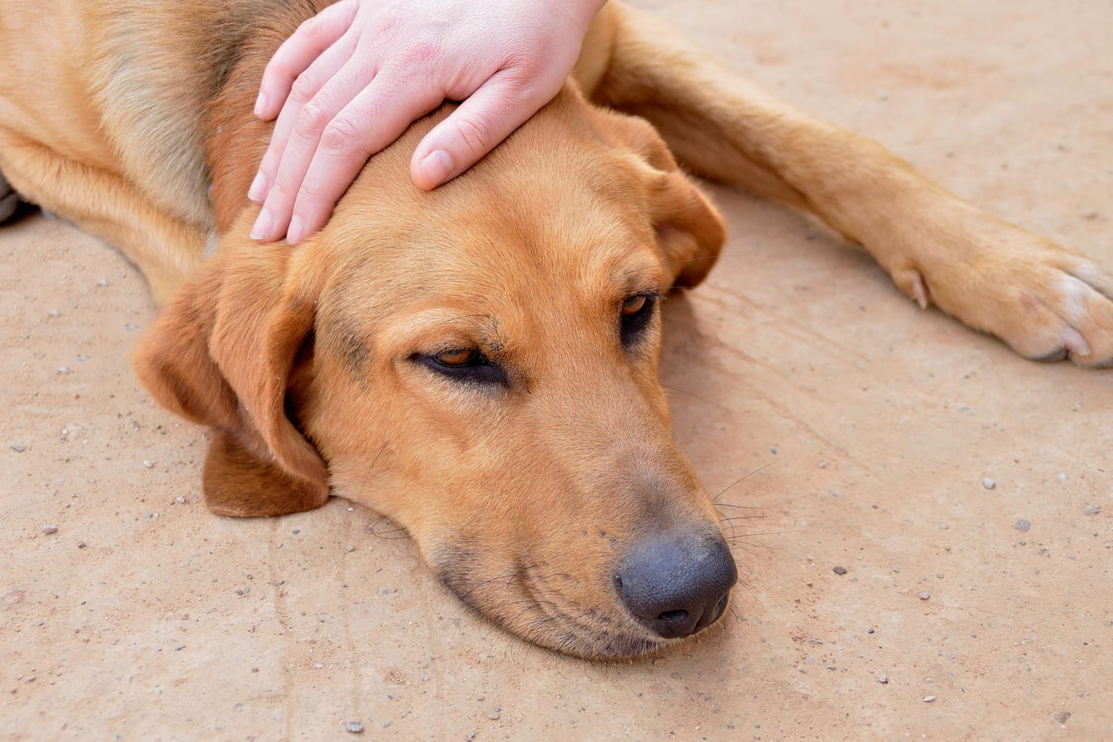 Hat Ihr Hund Fieber, ist er meist schlapp und müde. Die normale Körpertemperatur bei Hunden liegt zwischen 38 und 39 Grad Celsius.