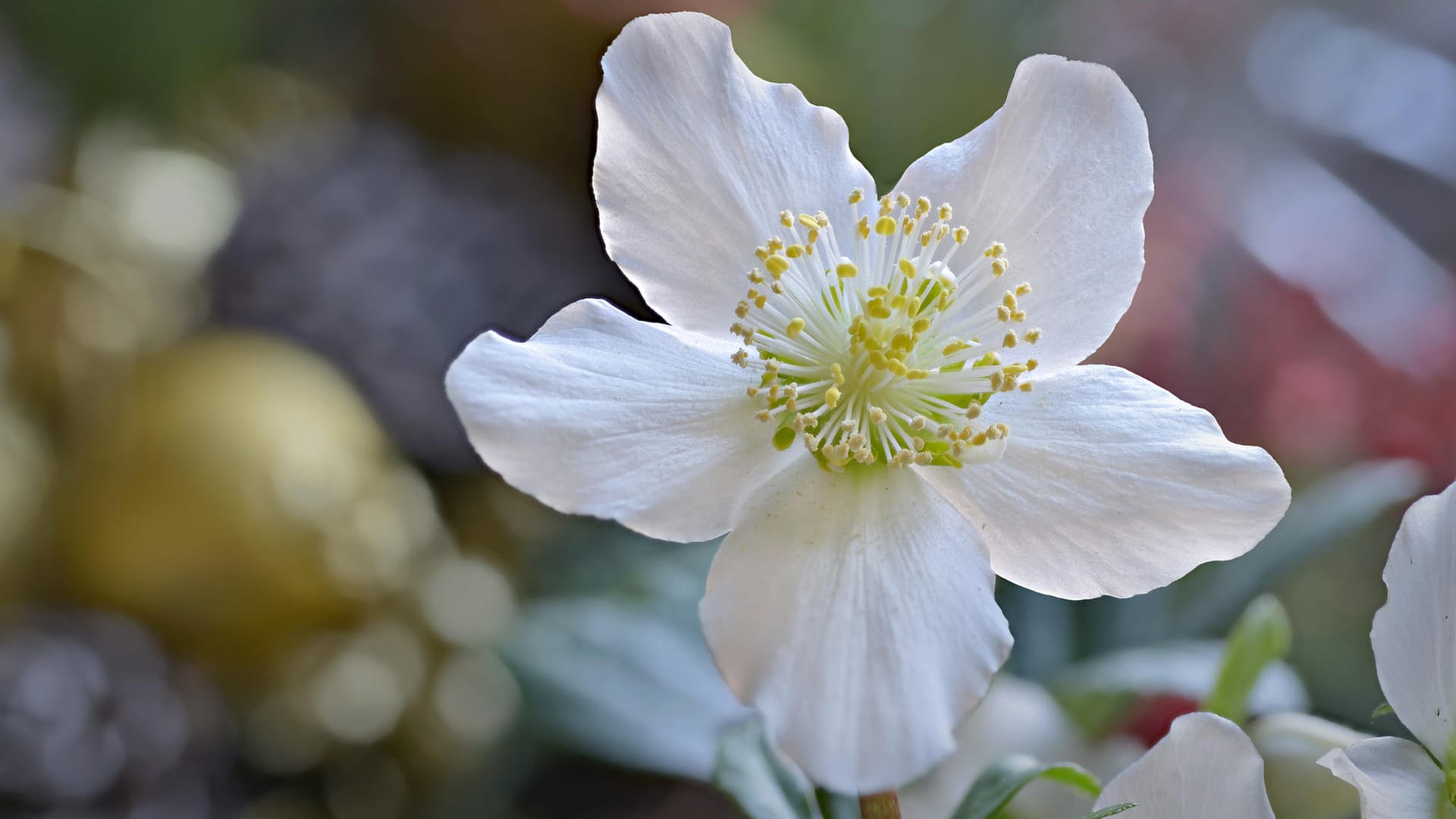 Christrosenblüte in Nahaufnahme