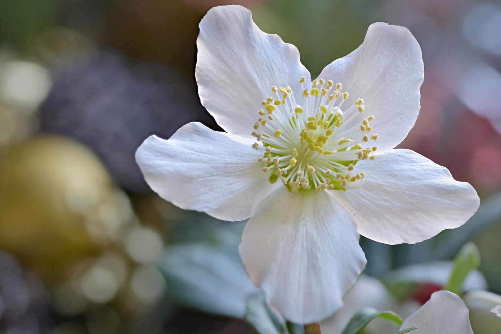 Christrosenblüte in Nahaufnahme