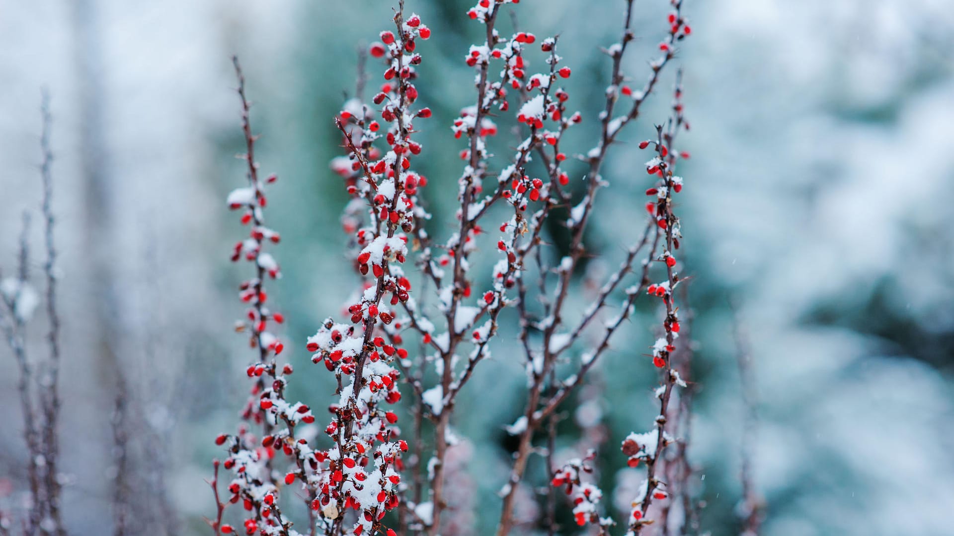 Gefrorene Beeren an Pflanze