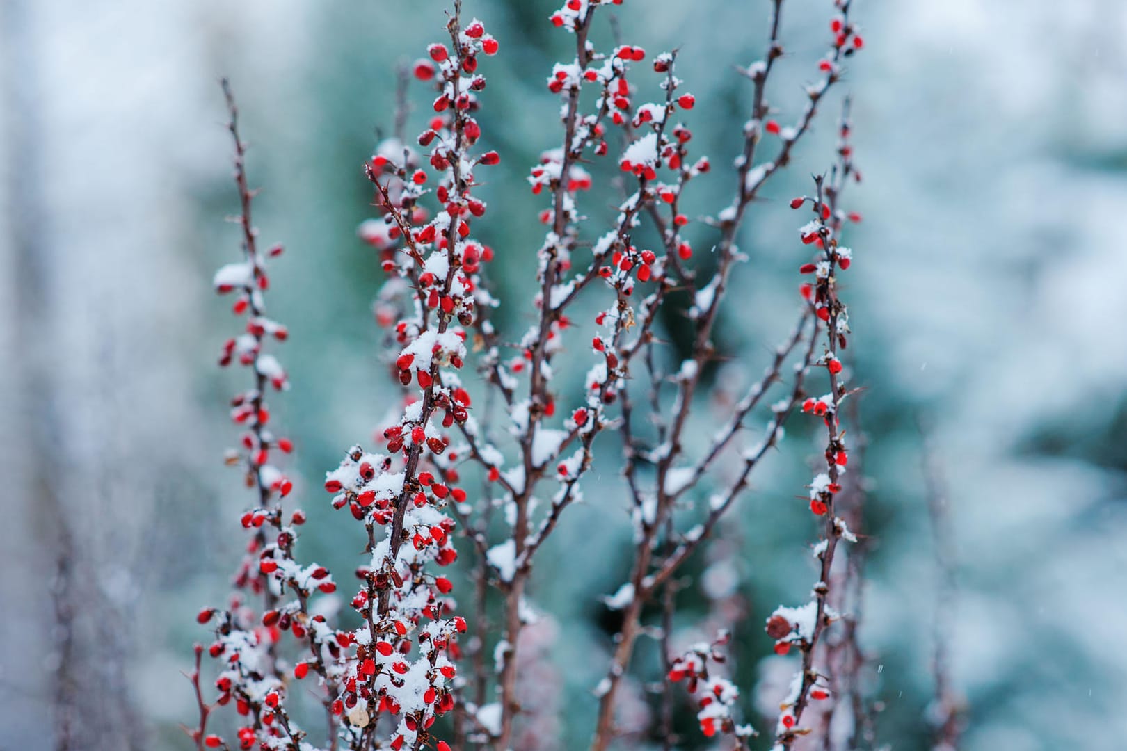 Gefrorene Beeren an Pflanze