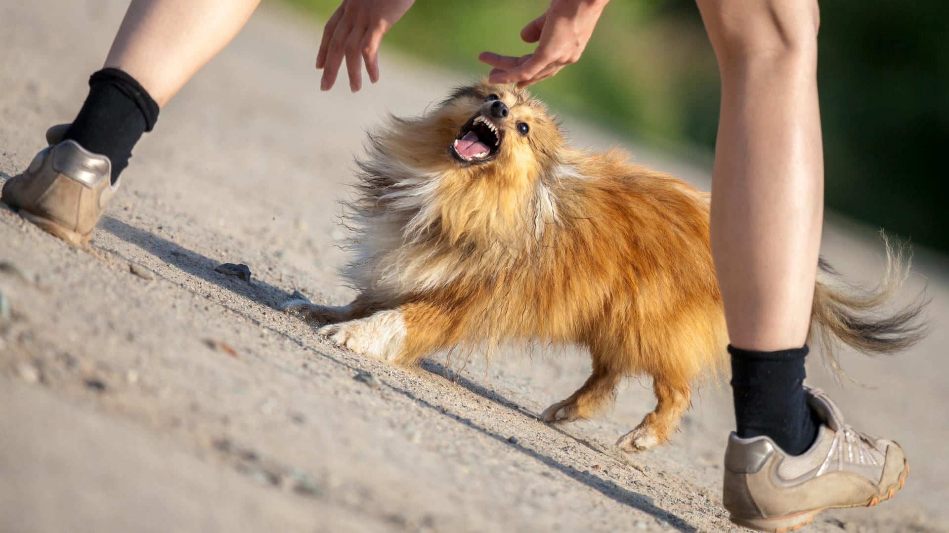 Körpersprache bei Hunden: Gefährlich kann es werden, wenn Menschen aggressive Signale eines Hundes nicht richtig verstehen.