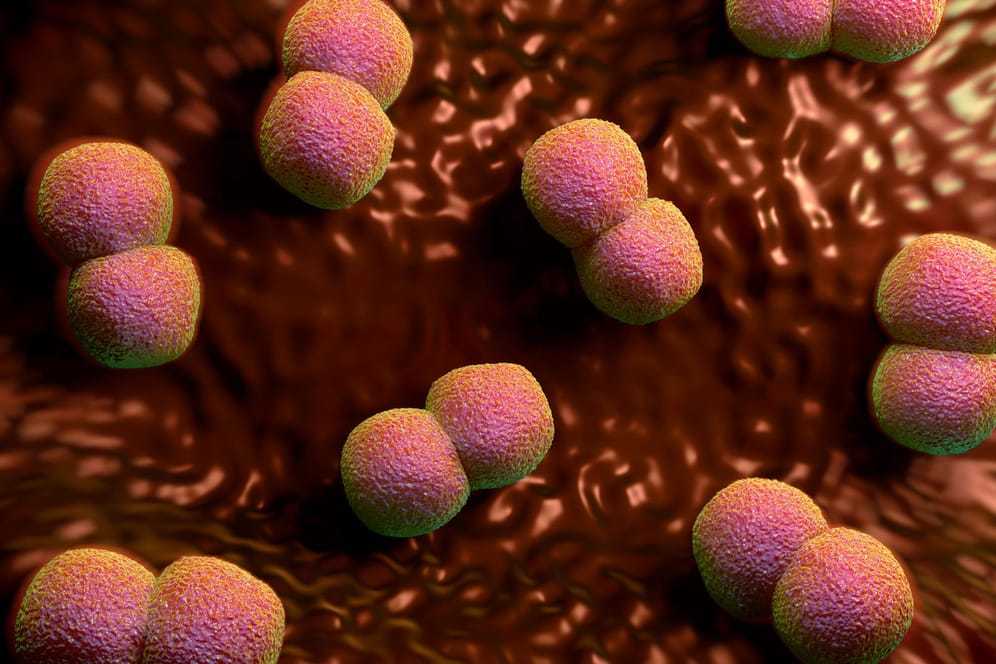 Illustration vom Meningokokken-Bakterien: Weltweit sind 13 verschiedene Typen von Meningokokken bekannt.