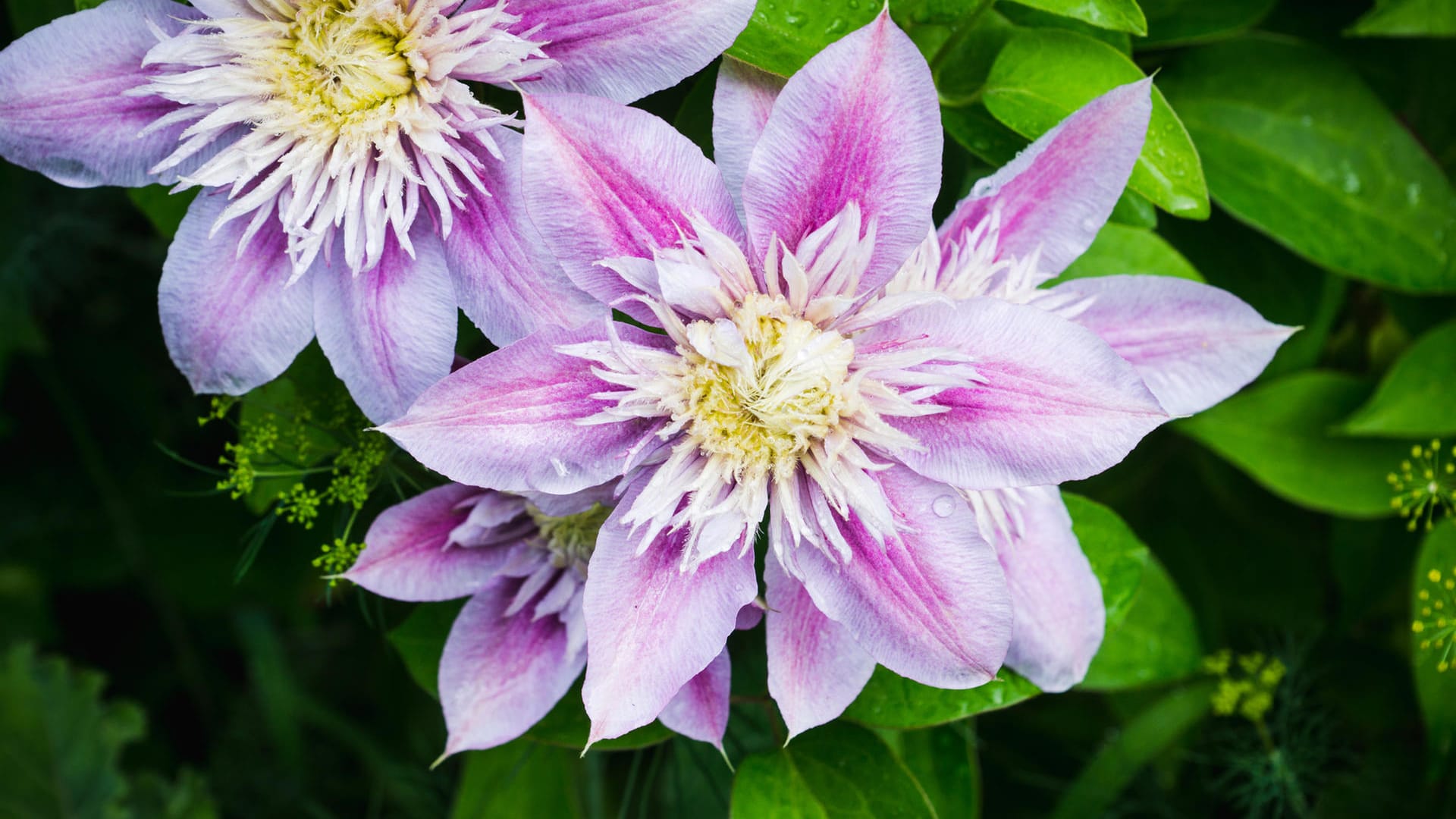 Clematis "Josephine"