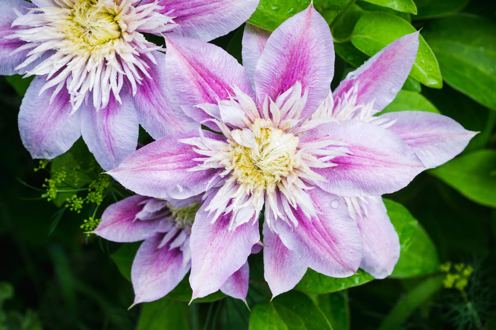 Clematis "Josephine"