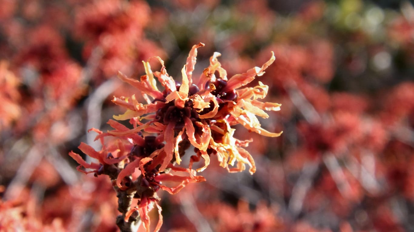 Hybrid-Zaubernuss (Hamamelis intermedia): Sie trotzt mit ihren Blüten Eis und Kälte.