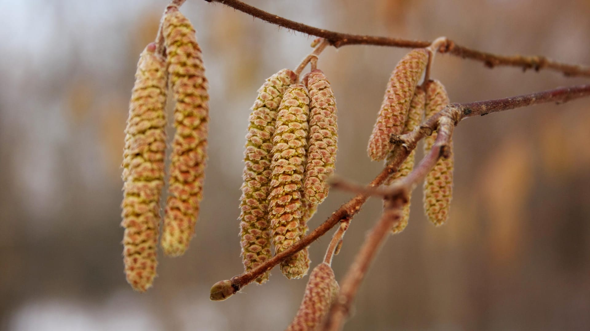 Haselnuss: Die Blüte der Haselnuss läutet den Frühling ein.