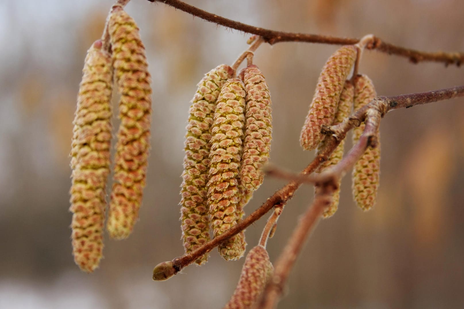 Haselnuss: Die Blüte der Haselnuss läutet den Frühling ein.