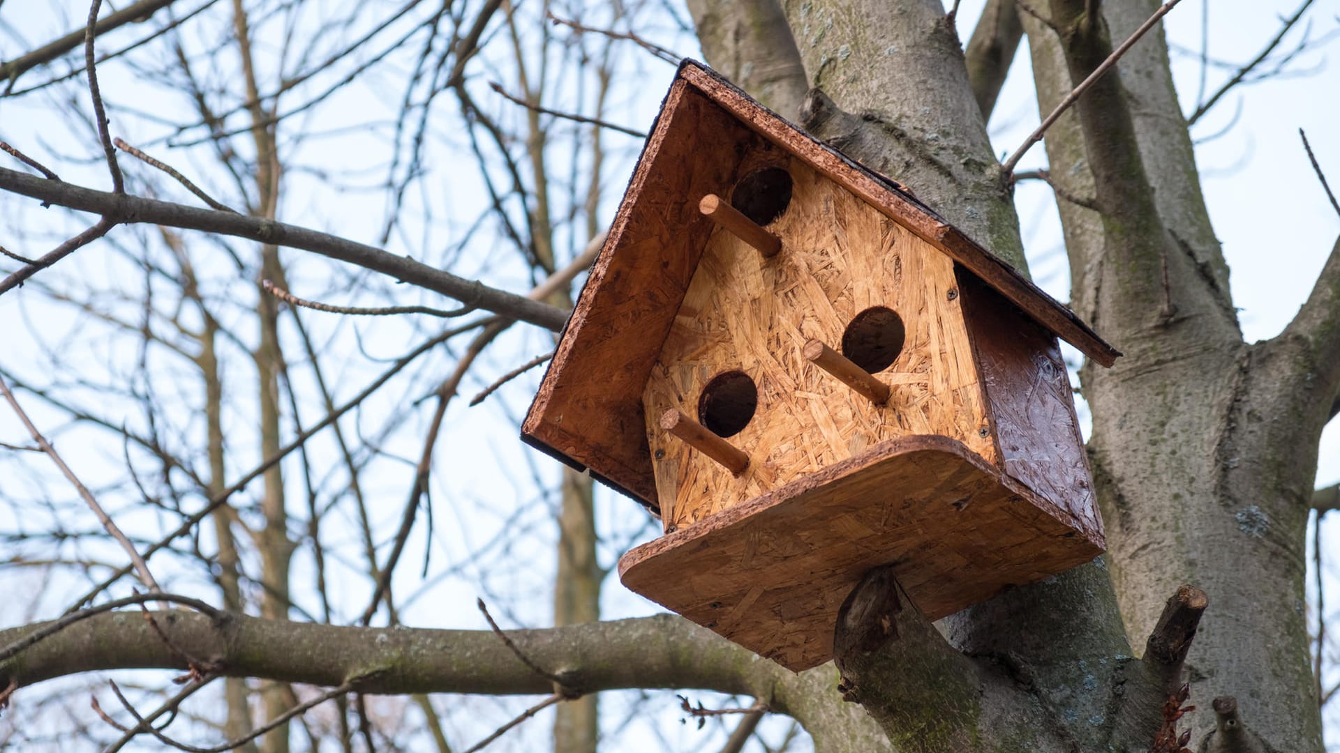 Nistkasten anbringen: Im Frühjahr können Sie die Nisthilfe in Ihren Garten hängen.