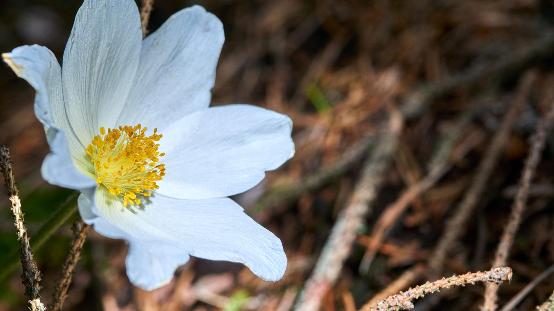 Buschwindröschen: Diese Pflanze blüht vor allem im Frühjahr.