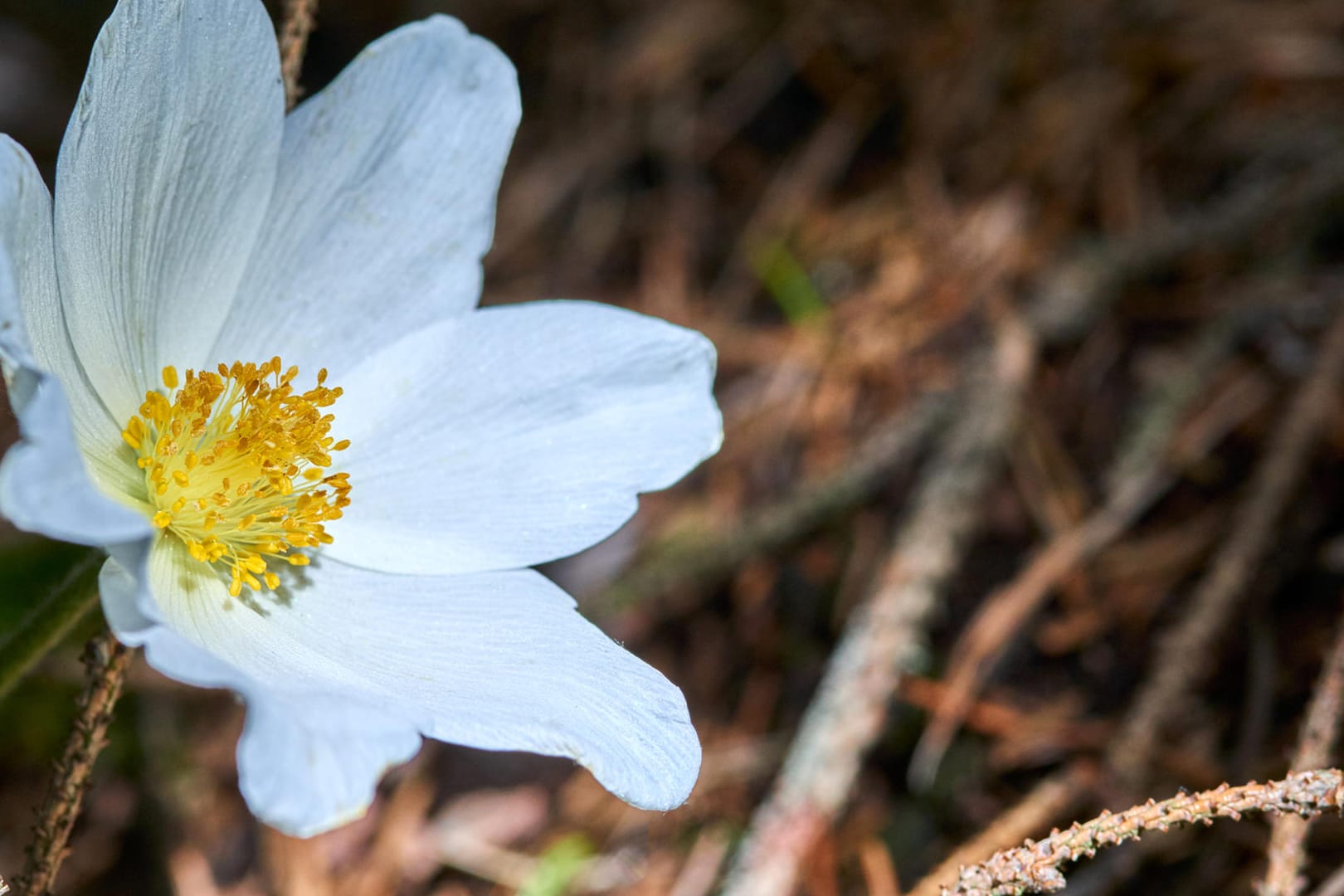 Buschwindröschen: Diese Pflanze blüht vor allem im Frühjahr.