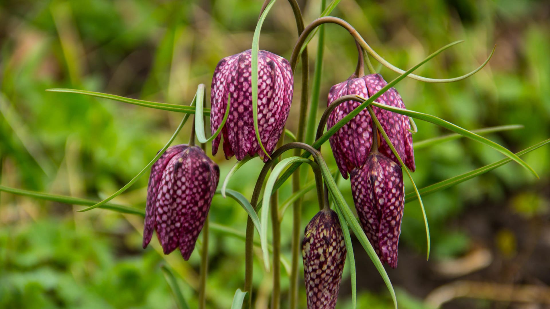 Snakes head fritillary - Fritillaria meleagris