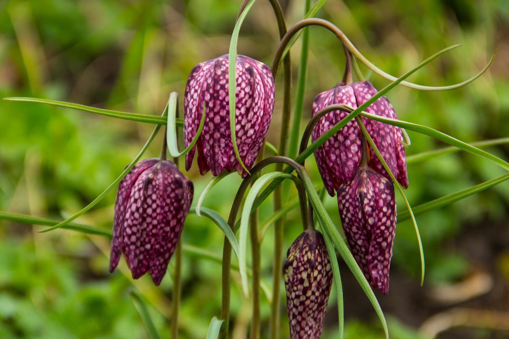 Snakes head fritillary - Fritillaria meleagris