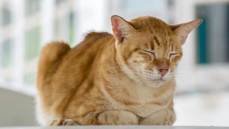 Blasenentzündung bei Katzen: Sie brauchen viel Ruhe nach der Behandlung.