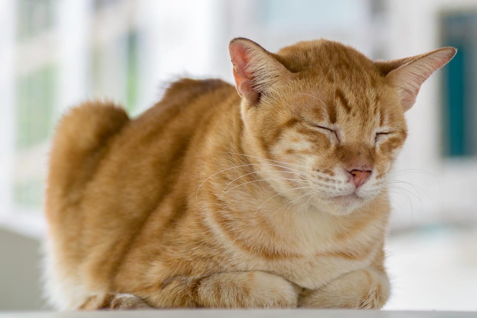 Blasenentzündung bei Katzen: Sie brauchen viel Ruhe nach der Behandlung.