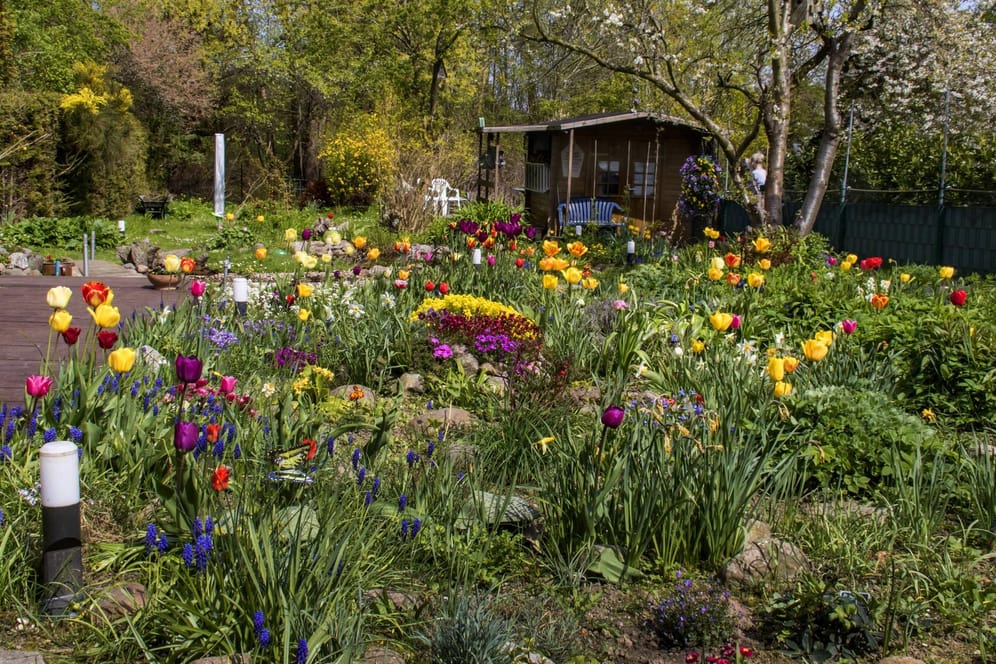 Blühender Garten: Bei einem Naturgarten steht die Pflanzenvielfalt im Vordergrund.