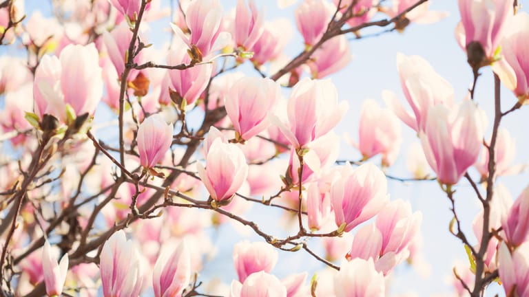 Die ausladende Tulpen-Magnolie wird wegen ihrer beeindruckenden Blütenfülle auch gerne in Parkanlagen gepflanzt.