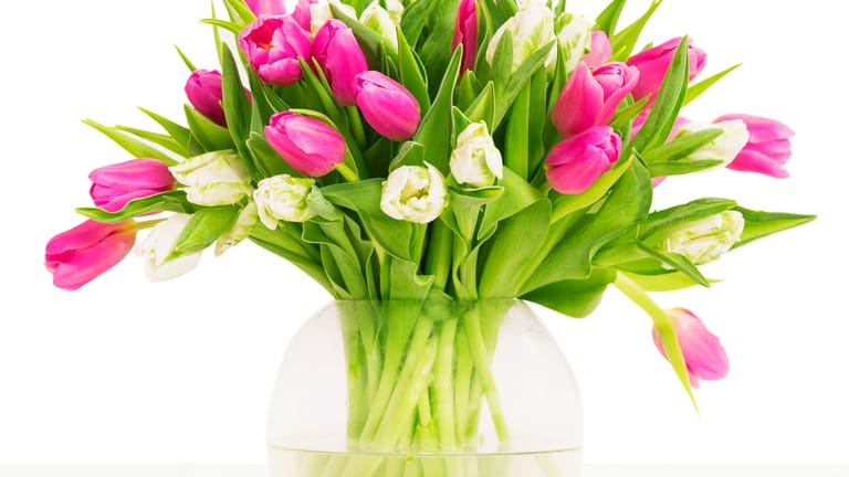 Tulpenstrauß in einer Vase: Wenn die Blätter von Tulpen quietschen, sind die Schnittblumen noch frisch.