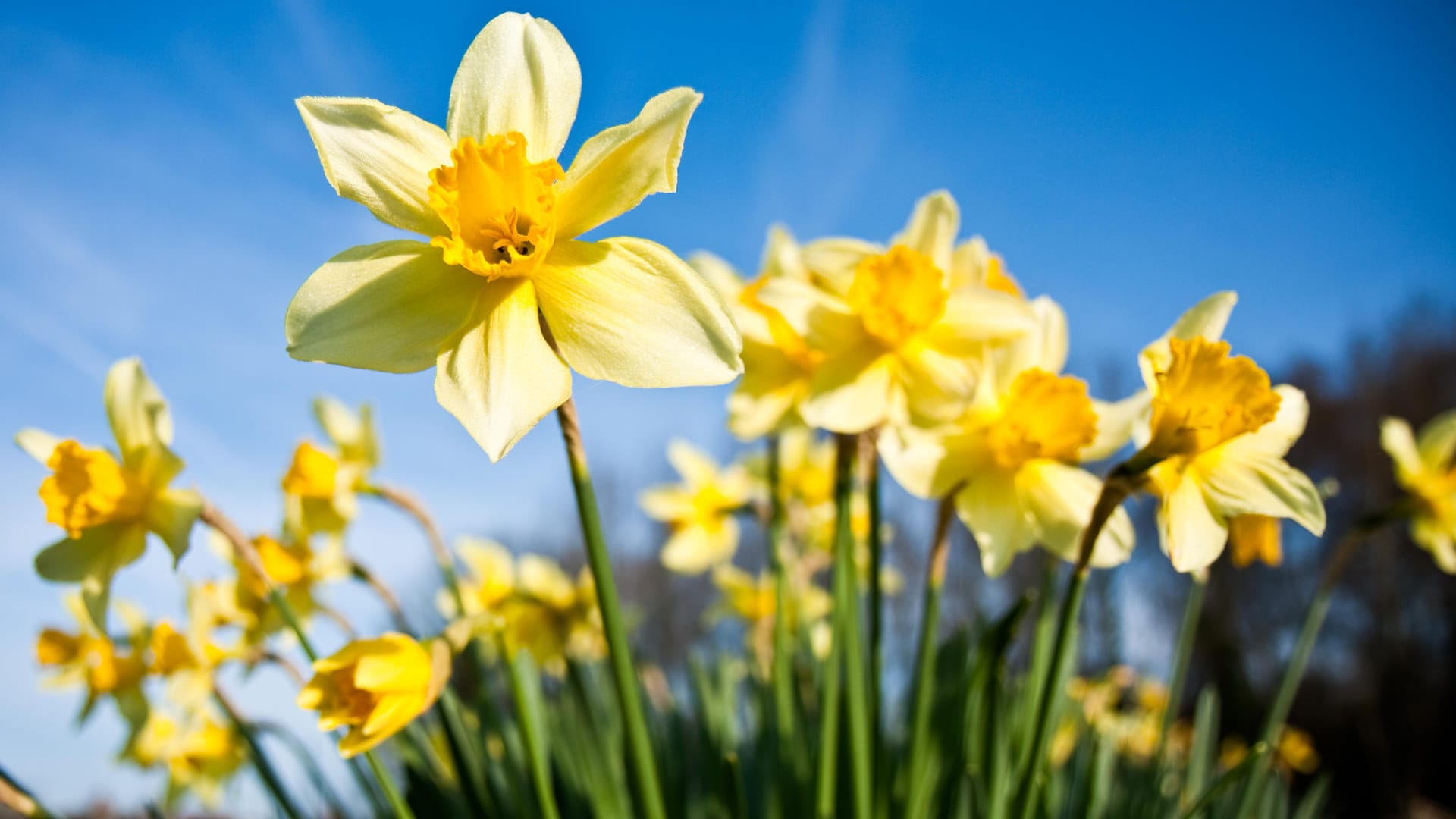 Narzissen: Sie gehören zu den ersten Frühlingsblumen.