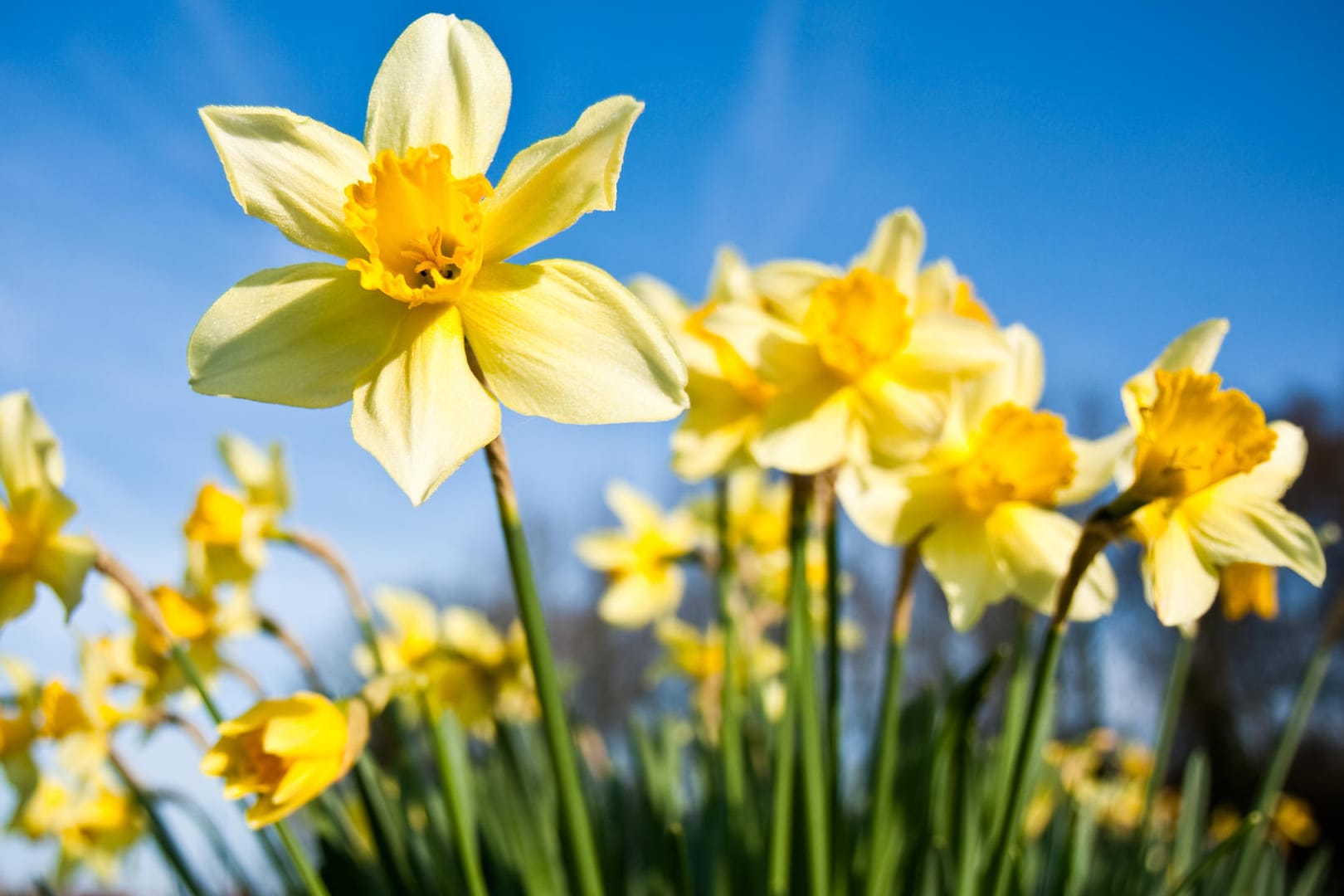 Narzissen: Sie gehören zu den ersten Frühlingsblumen.