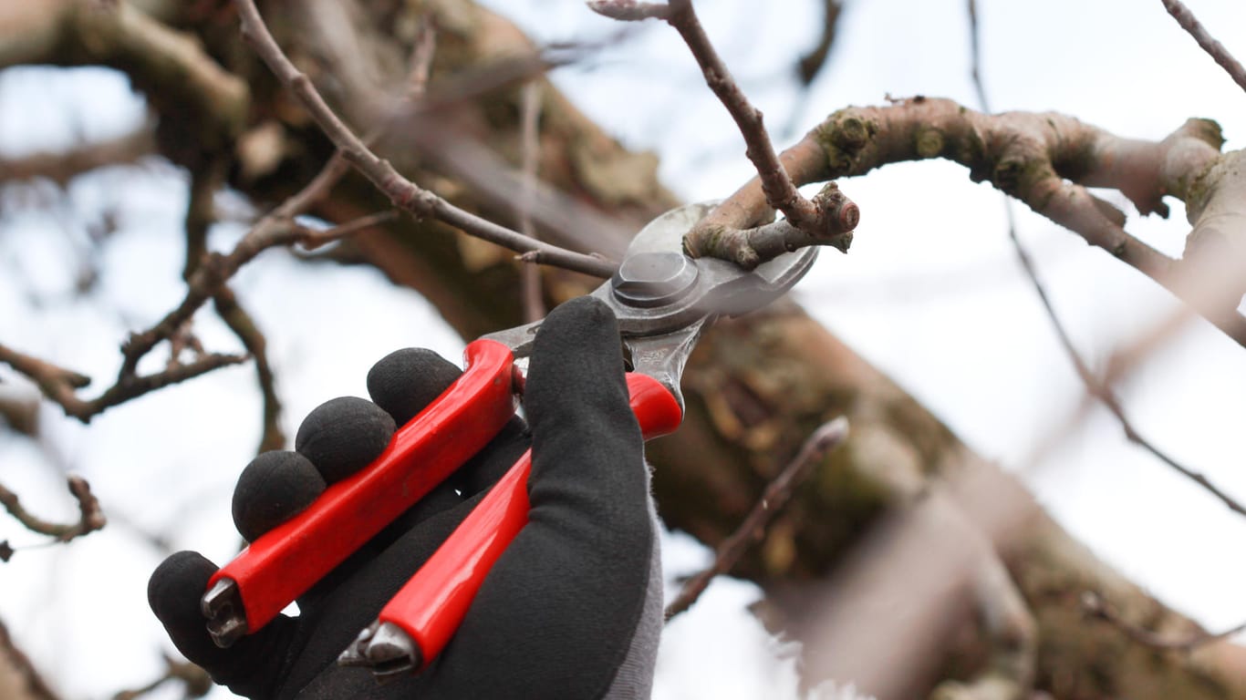 Obstbaumschnitt: Ein Rückschnitt kann einem Baum gut tun.