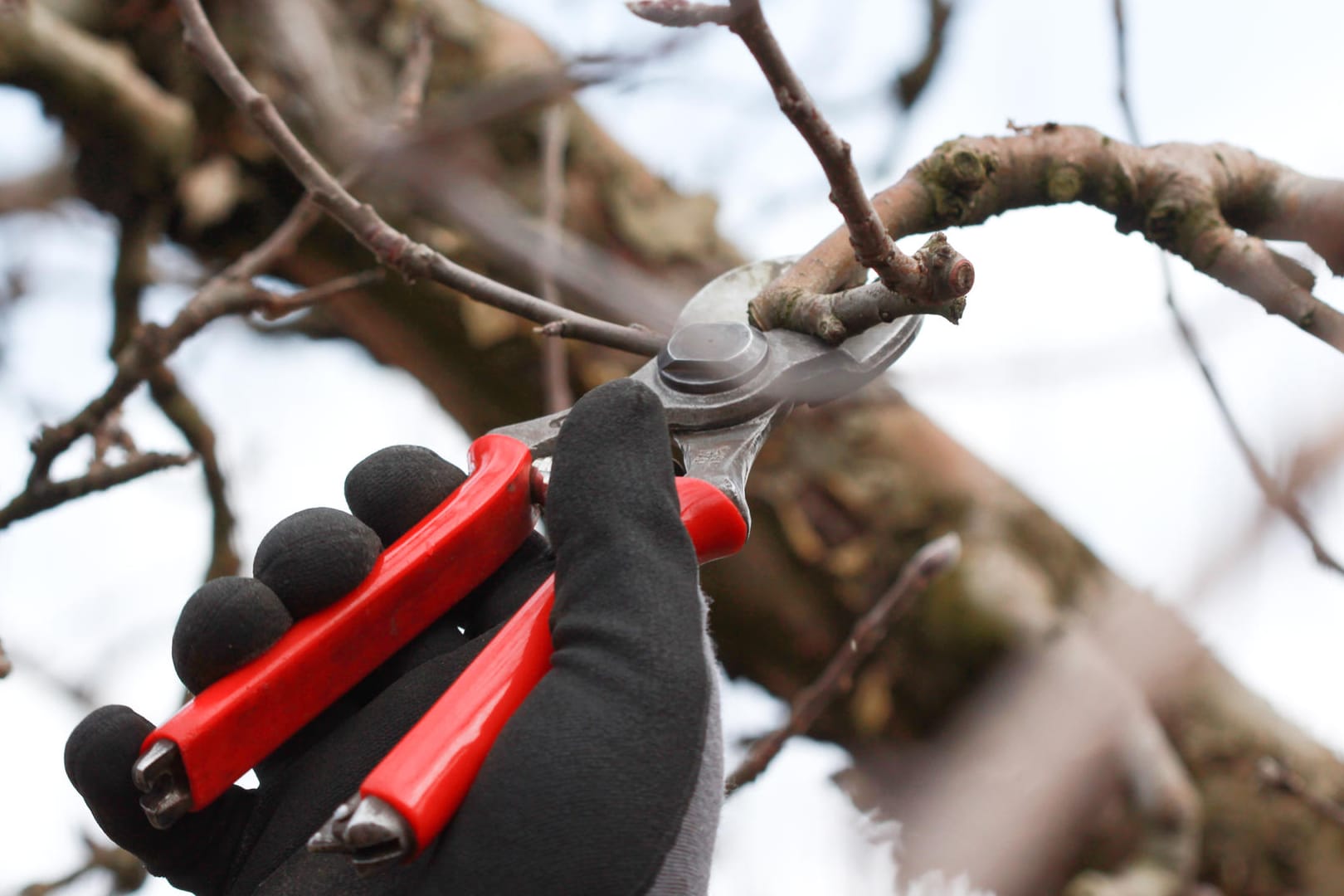 Obstbaumschnitt: Ein Rückschnitt kann einem Baum gut tun.