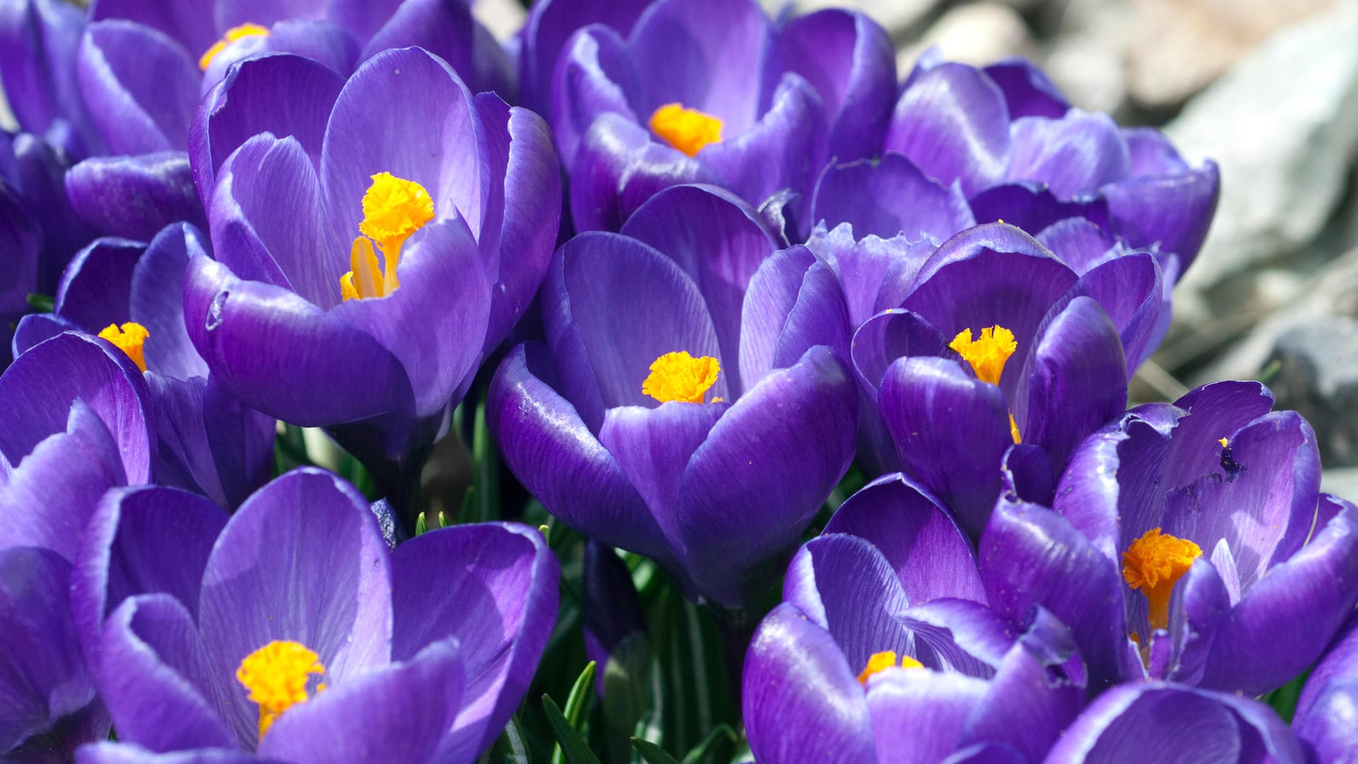 Frühjahrskrokus (Crocus albiflorus): Die Frühblüher bilden farbenfrohe Blumenteppiche im Garten und in Parks.