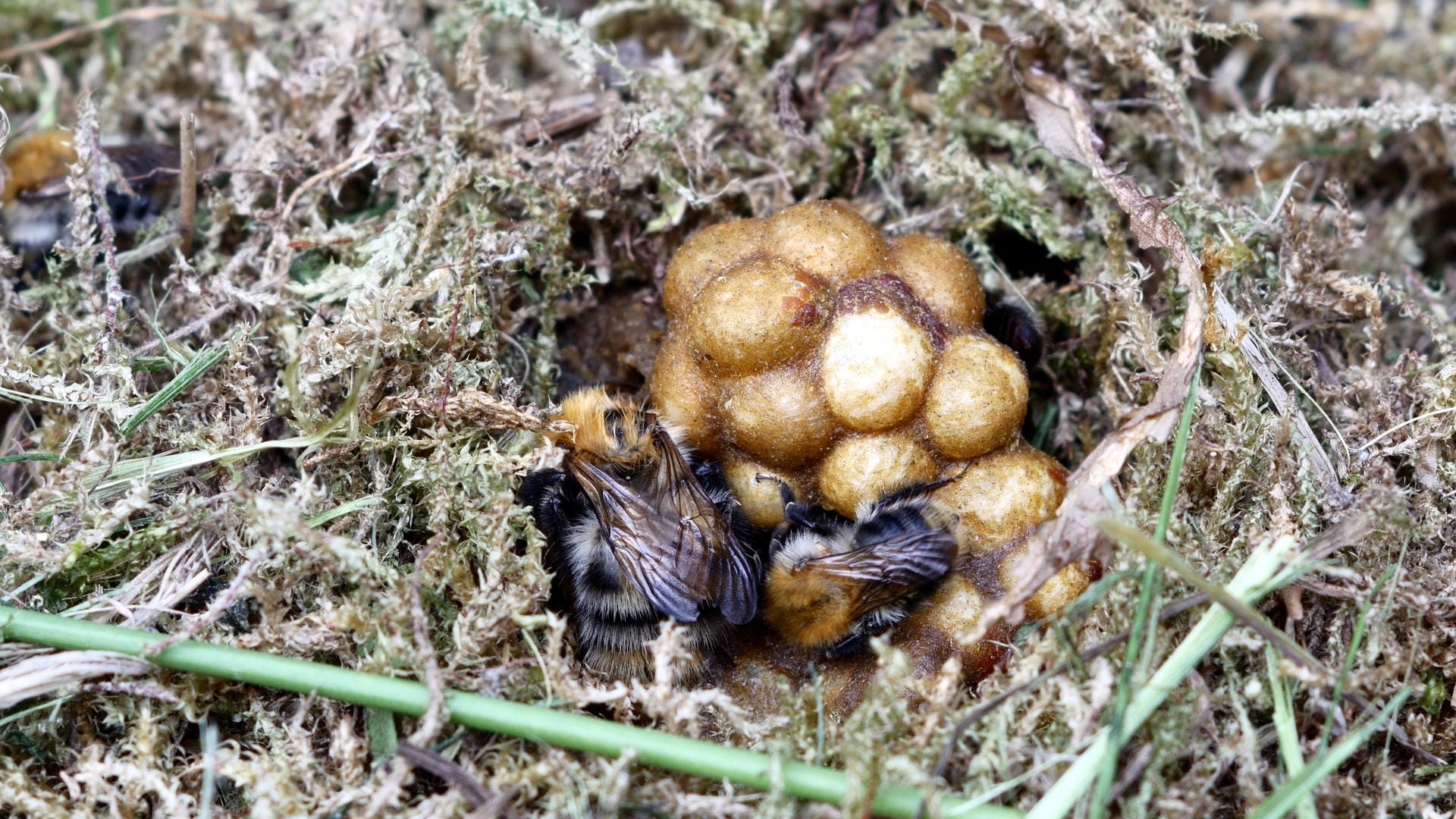 Hummeln im Nest