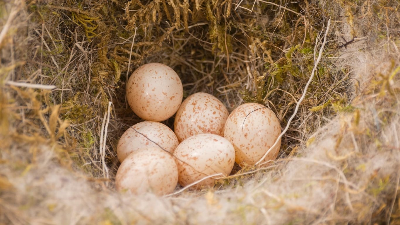Eier im Nest: Das Kohlmeisenweibchen legt bis zu zwölf Eier.