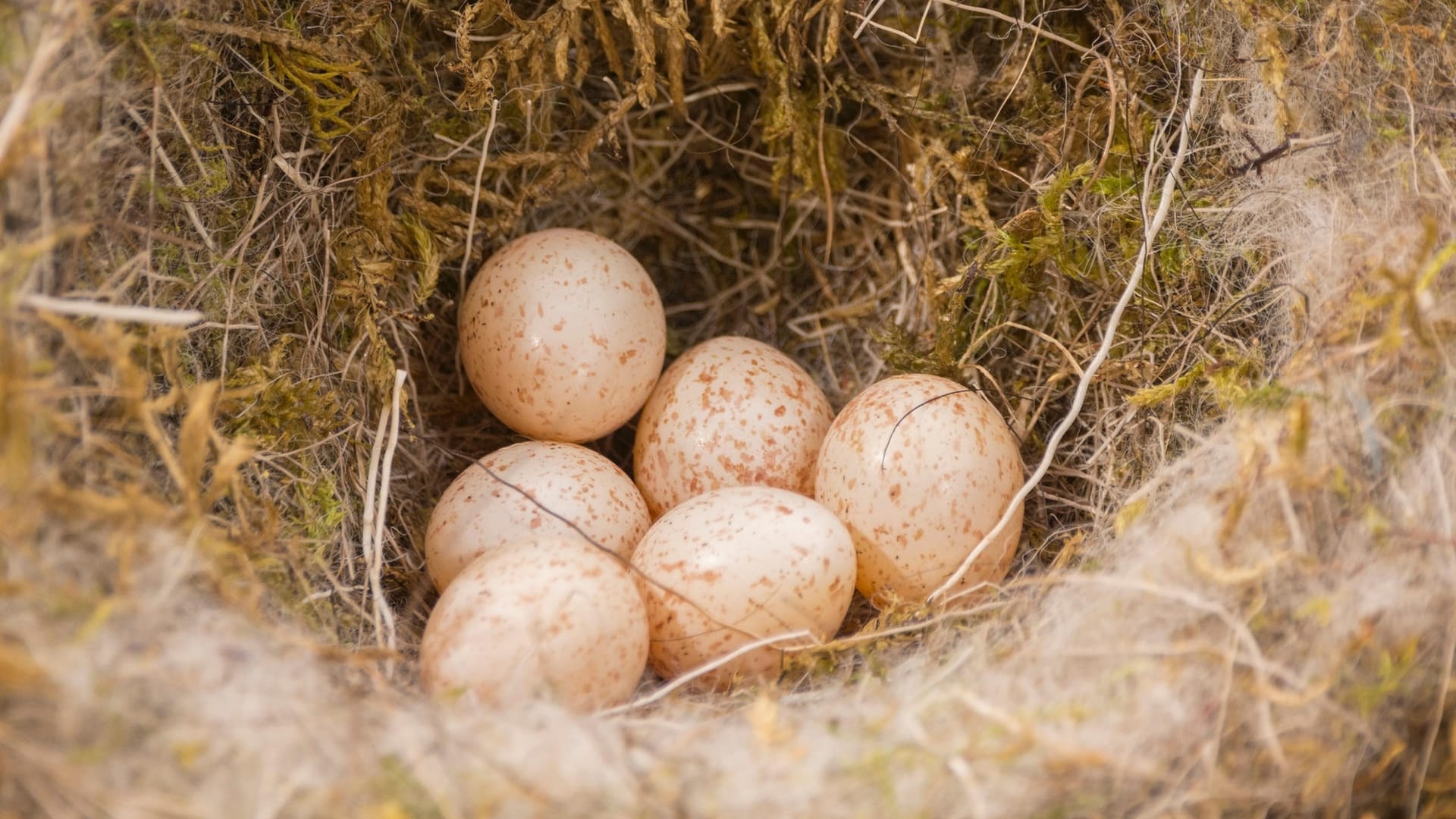 Eier im Nest: Das Kohlmeisenweibchen legt bis zu zwölf Eier.